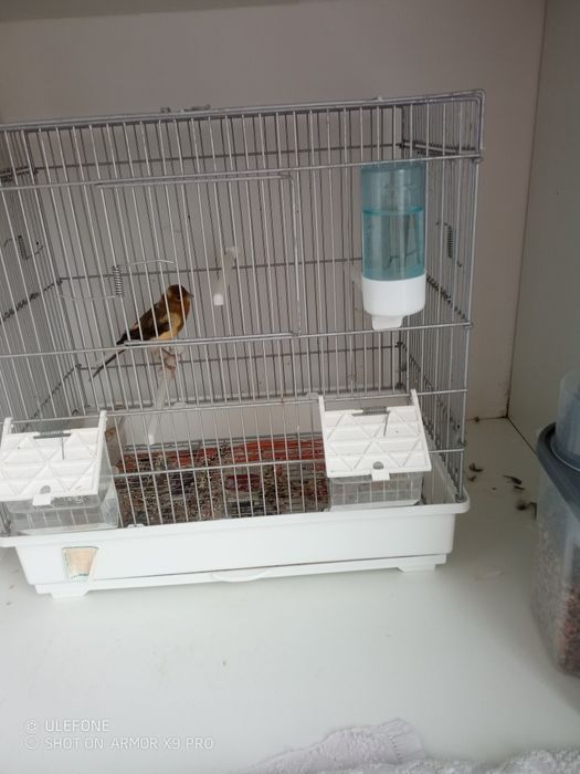 Canários mais gaiolas