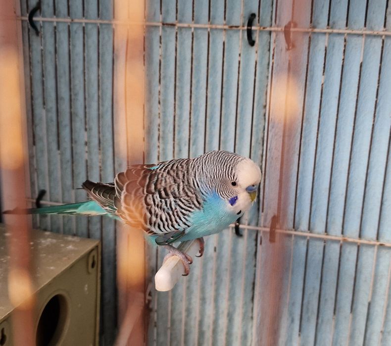 Vendo conjunto de pássaros