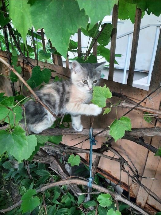 Котята в добрі руки