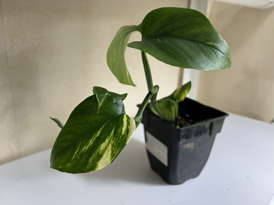 Продам кімнатні квіти