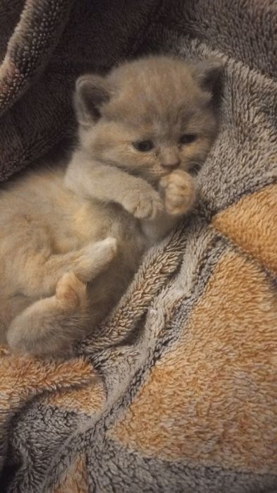 Шотландські кошенята