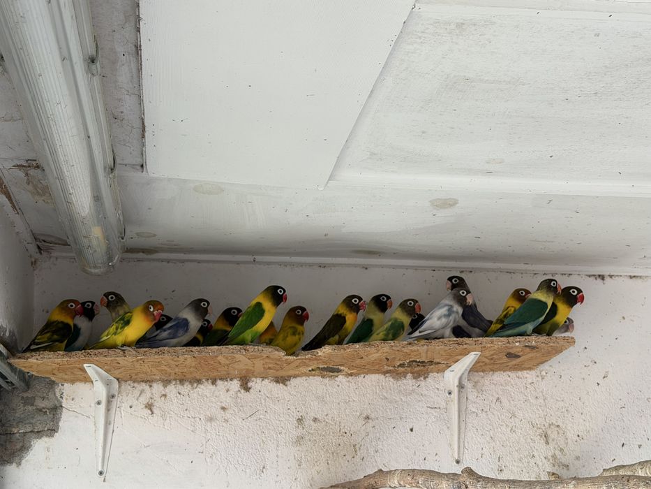 Agapornis Personatas