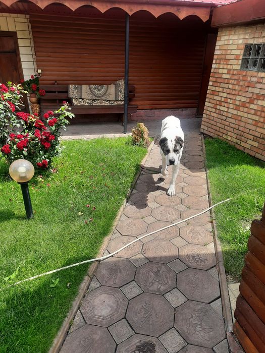 Вязка САО "Алабай" кабель 3 роки. Шукає дівчинку