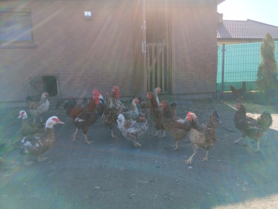 Jaja legowe  kur zagrodowych