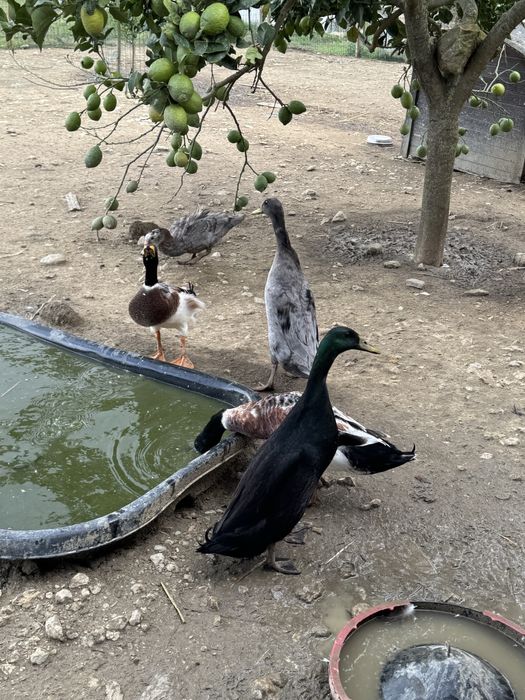 Patos corredores indianos