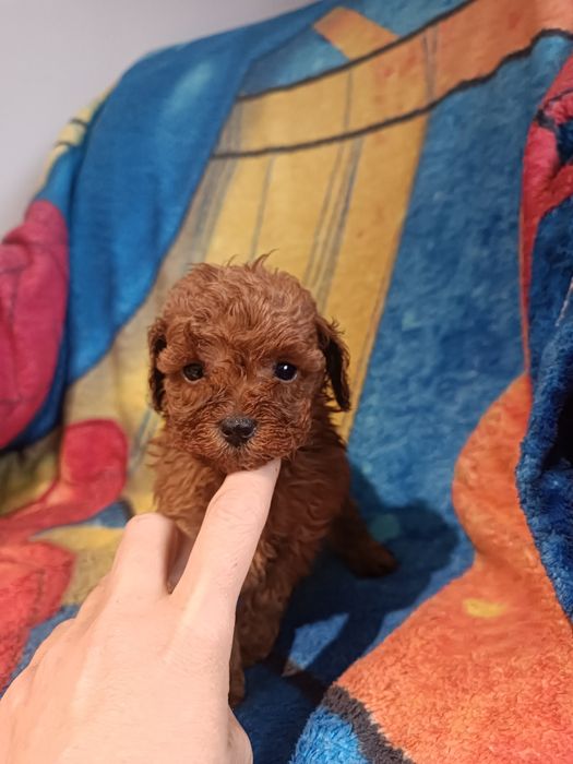 Чудові малюки ВІП клас в кольорі Ред Браун міні. Львів.