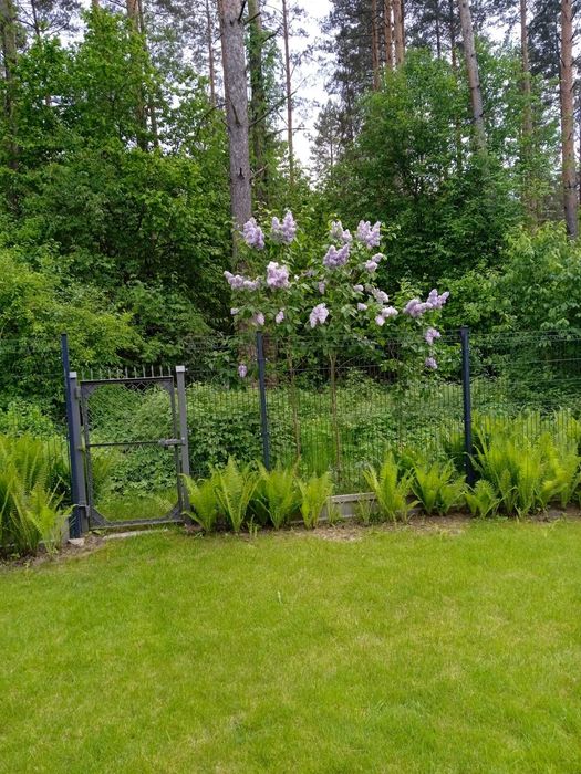 Ogródek Działkowy ROD przy ŚCIANIE LASU Białystok/Wasilków - Widok 3