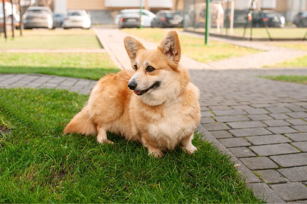 Вельш Коргі Пемброк