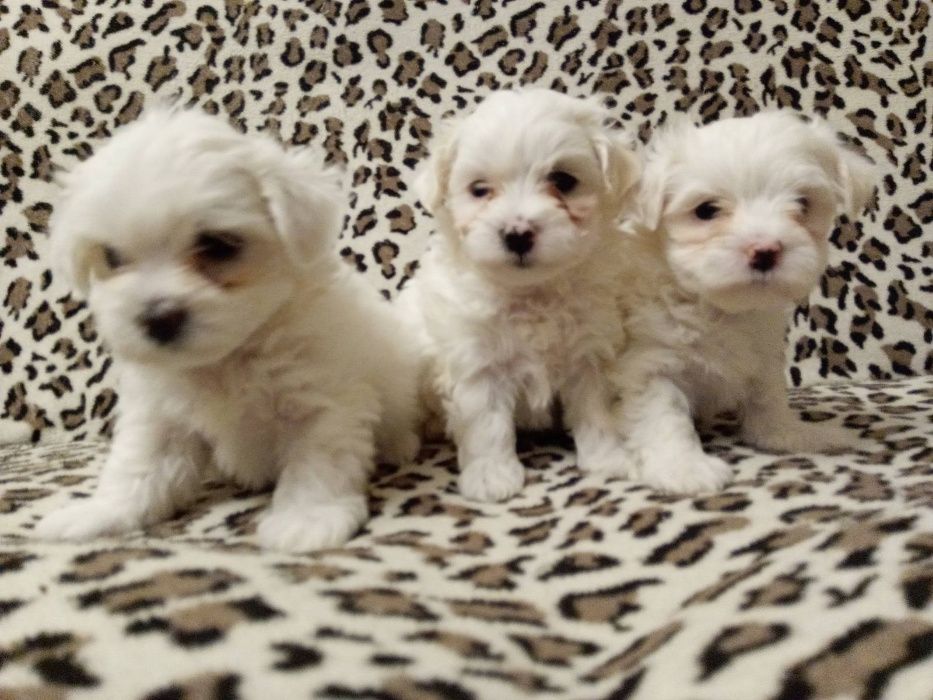 Мальтизешки Одесские - Родословные !