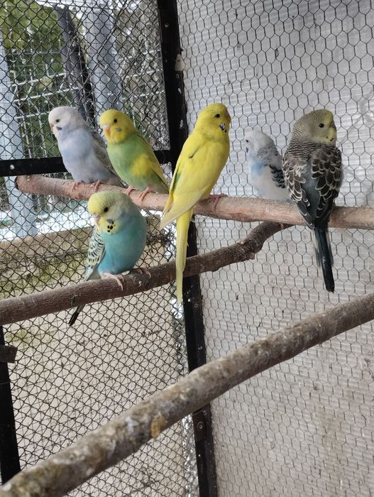 Papugi papuga faliste