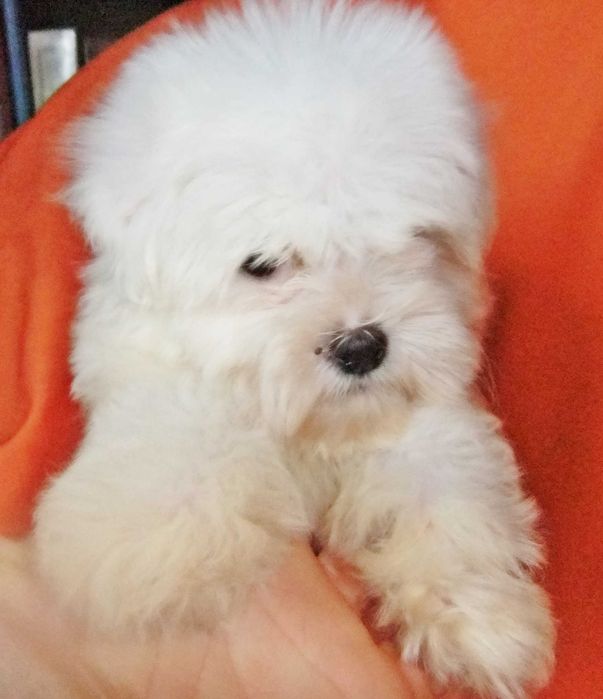 cachorro bichon maltês com qualidade
