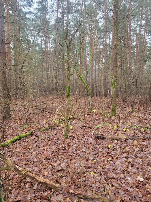 Działka letniskowa blisko Narwi