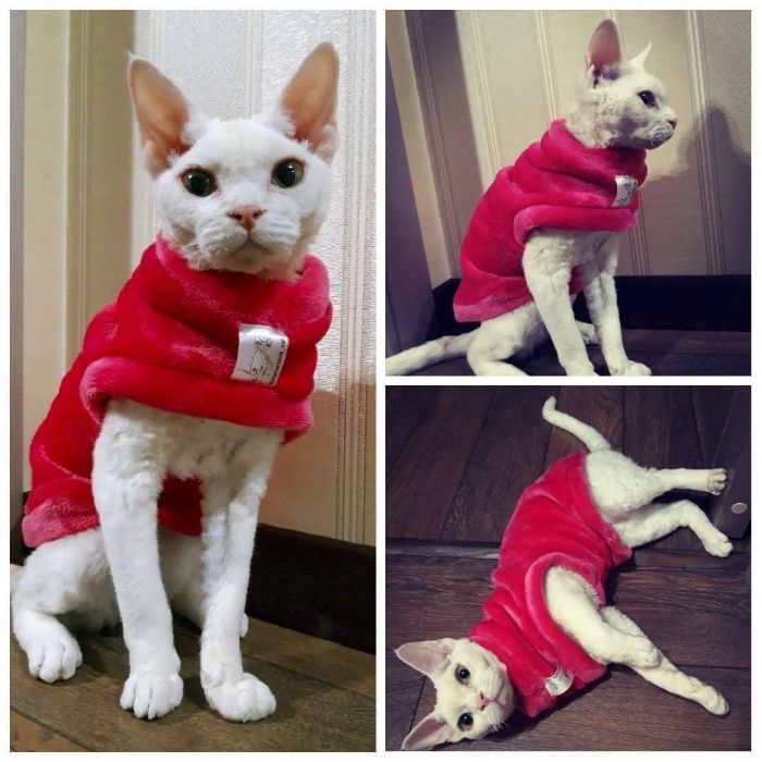 Свитер для сфинкса, одежда для котов, кошек, собак, животных, новая!