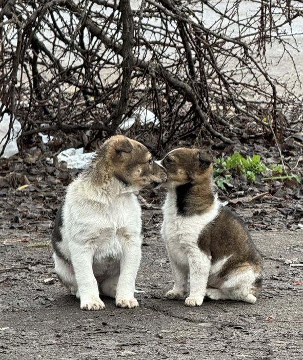 Отдам щенков в хорошие руки