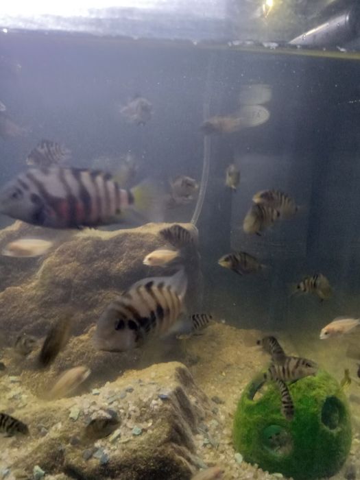 Цихліди Cuchlid рибки, акваріумні рибки ,хижаки Бучач.