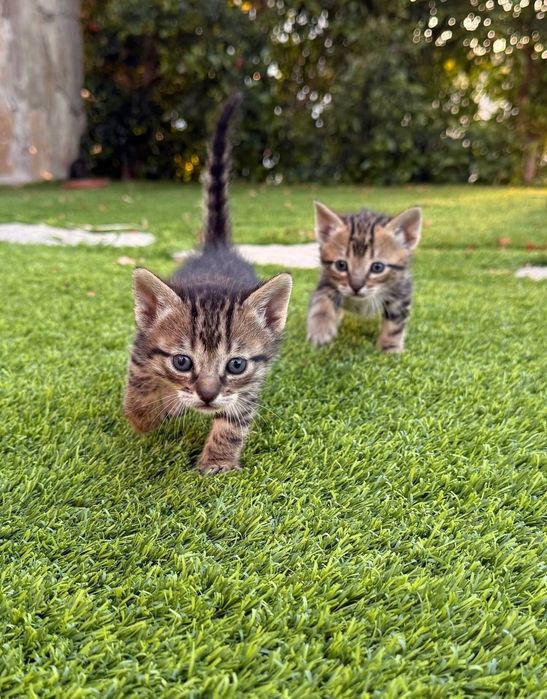 Gatinhos para adoção