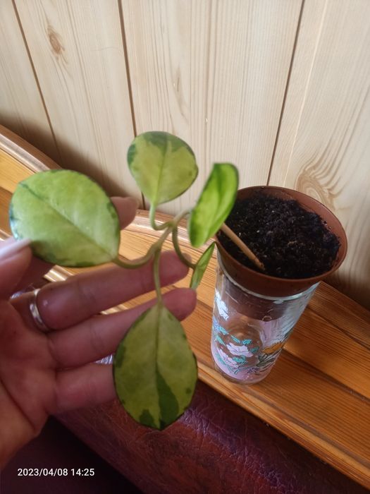 Есть Хойи разного сорта,есть вариегатная  .