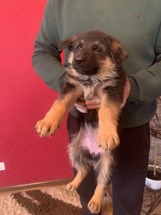 Продам щенят Німецькоі вівчарки