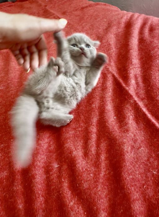 Gatinho Scottich Straight lilac