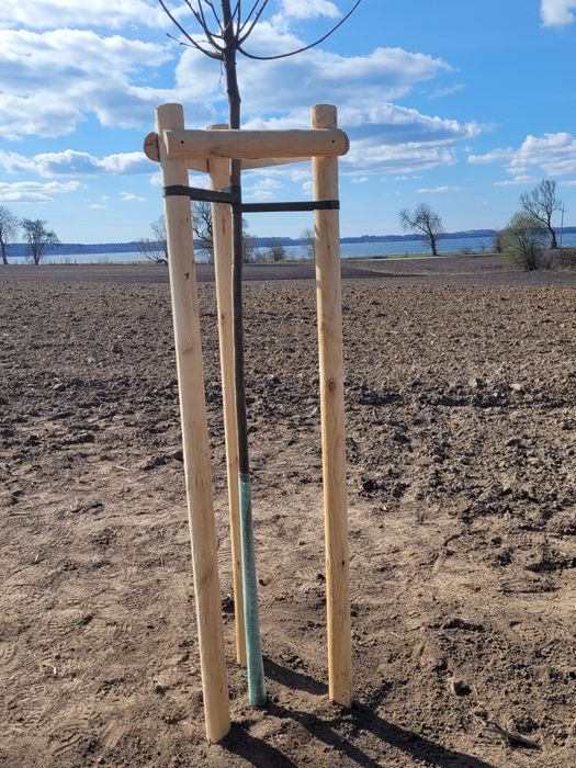 Paliki słupki do drzewek