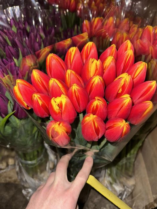 Предзаказ тюльпанів до 8 березня, свіжі квіти за вигідною ціною.Оформл