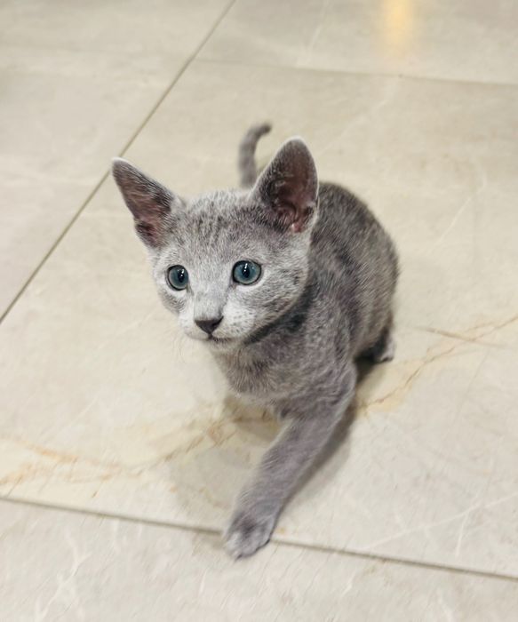 Kotka rosyjska niebieska