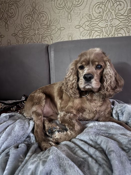 Спаніель американський, спарка. boy