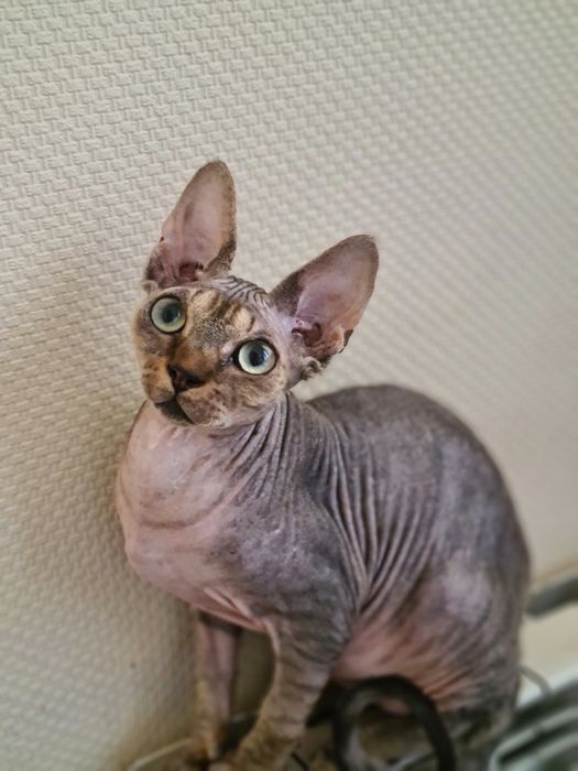 Гіпоалергенний котик