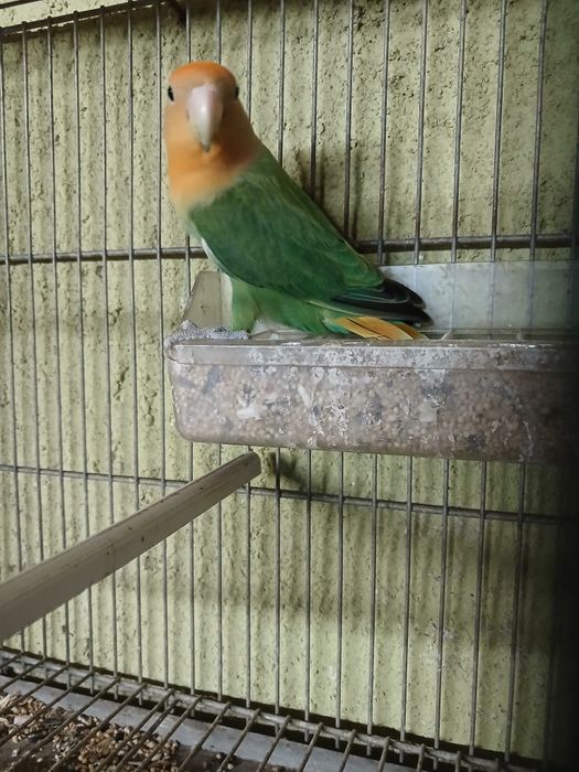 Kakarikis/Red Rumped/Agapone á venda