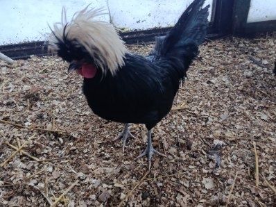 Sprzedam koguta czubatki Holenderskiej