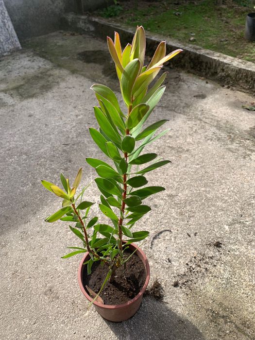 Vendo vasos licodentes verdes