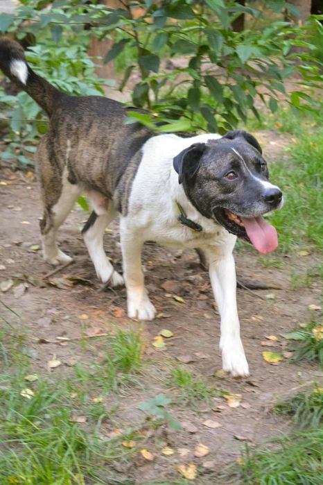 Oddam za darmo, do adopcji- super pan Łata szuka domu
