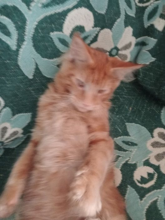 Кошеня Мейн -куни