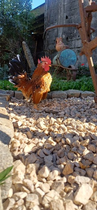 Vendo galos seramas