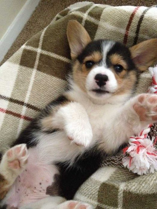 Цуценята вельш коргі, є куцехвості. Доставка за кордон.