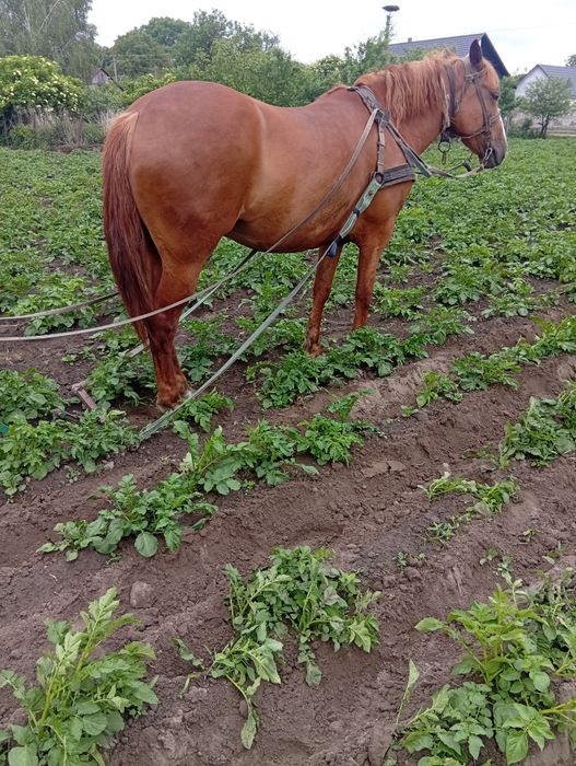 Продам робочу кобилу