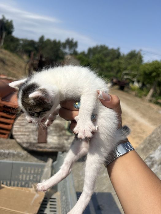 Gatinhos para doação responsavel