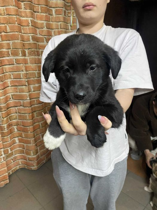 Kochane szczeniaczki