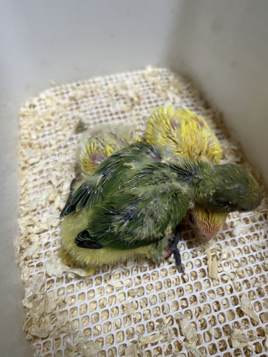 Agapornis para criar á mão