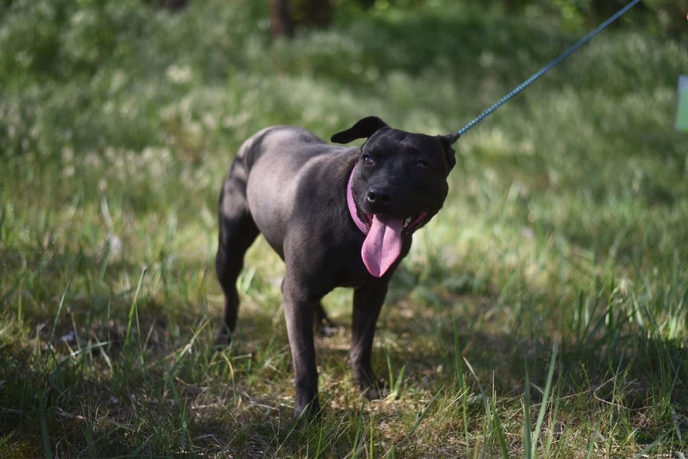 Urocza suczka w typie amstaffa szuka domu!