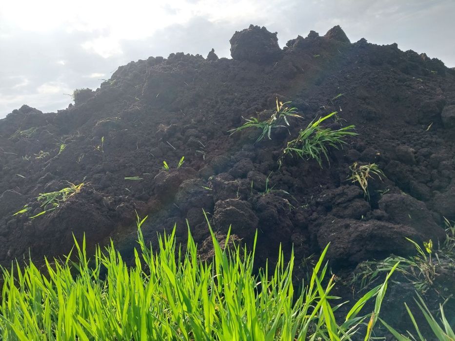 Чернозем плодотворной чистый с поля
