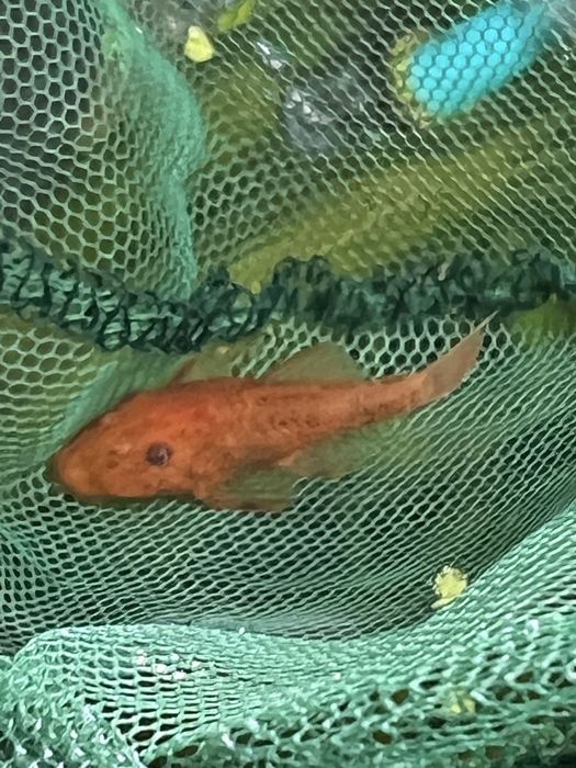 Ancistrus super red glonojad czerwony