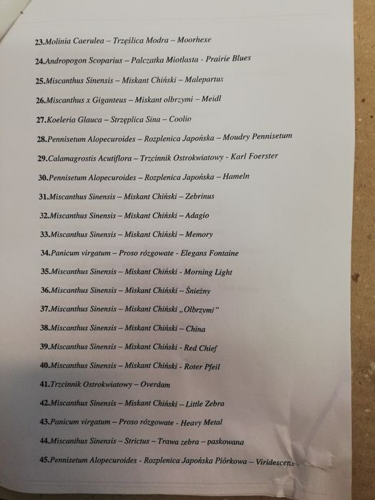 Trawa Miskant chiński Ghana