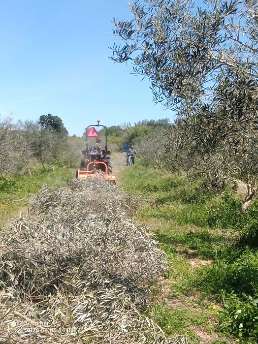 Serviços agrícolas/Agricultural services, land clearing