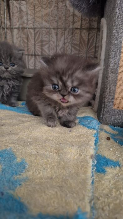 Menino smoke lindissimo