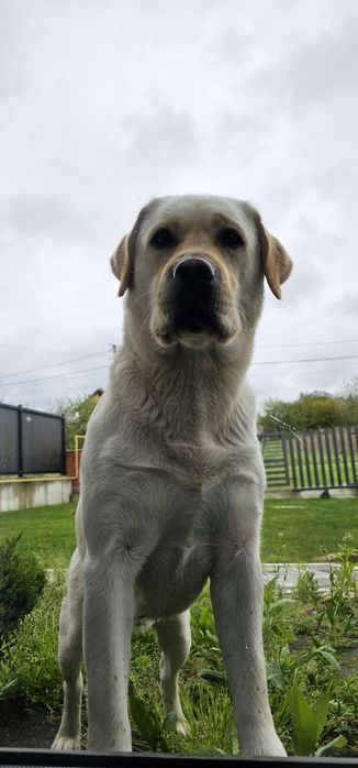 Лабрадор для злучки