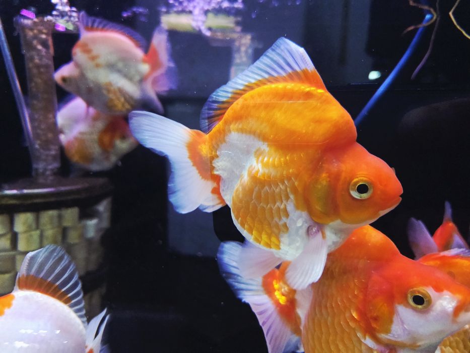 Welonka ryukin red and white broad tail (PROMOCJA)