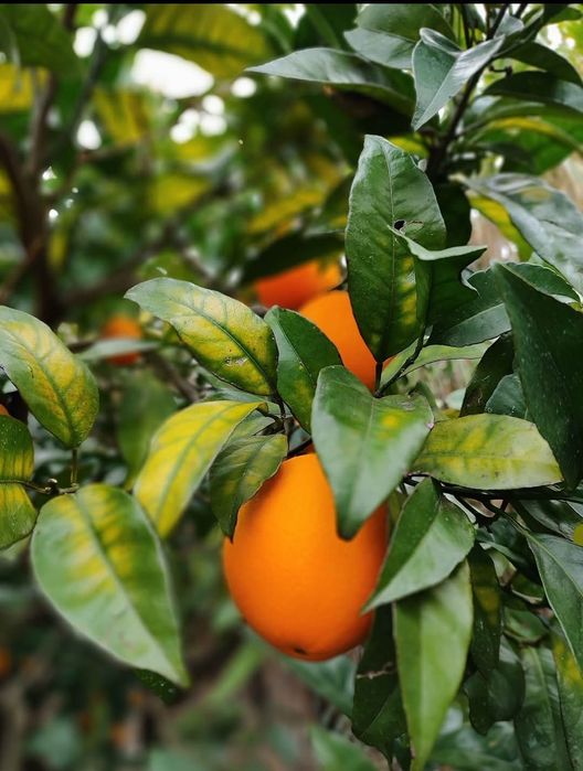 Laranjas Biológicas