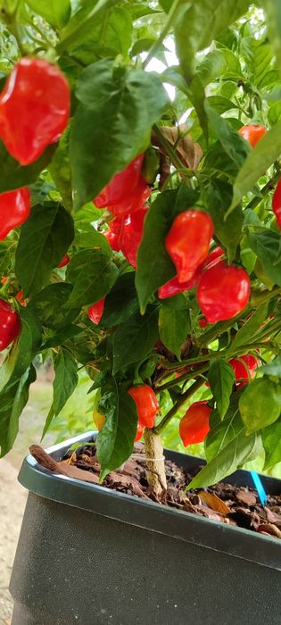 Sementes de Pimentas ,OFERTA Portes Envio