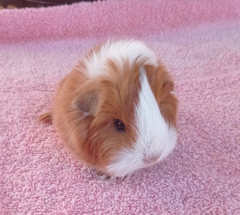 Морские свинки очаровашки